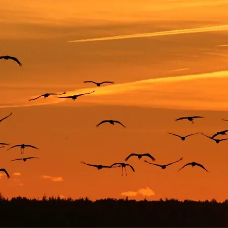 Suenneck זינקסט