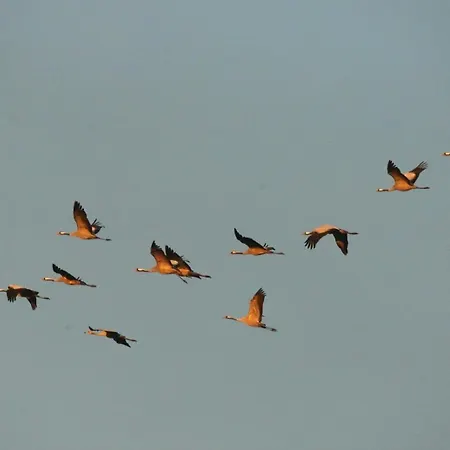 Suenneck זינקסט