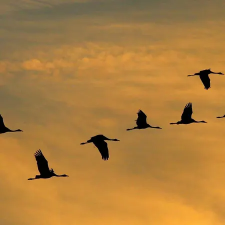 Suenneck זינקסט